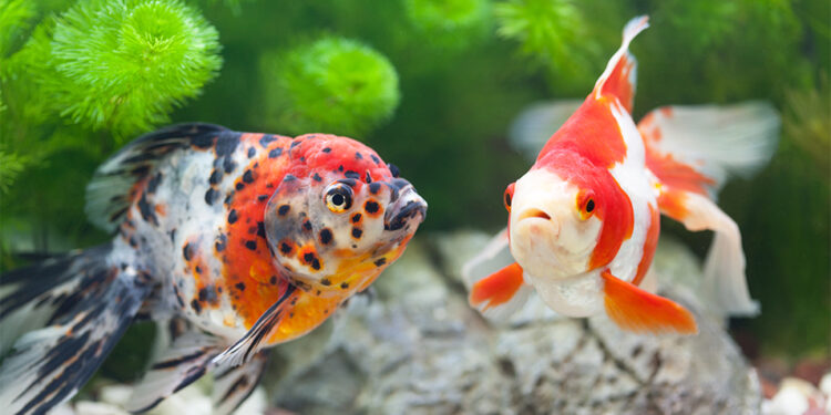 Quel est le prix d'un poisson ?