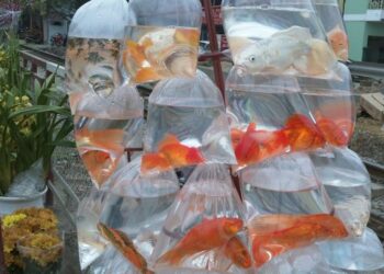 Quel est le prix d'un poisson ?