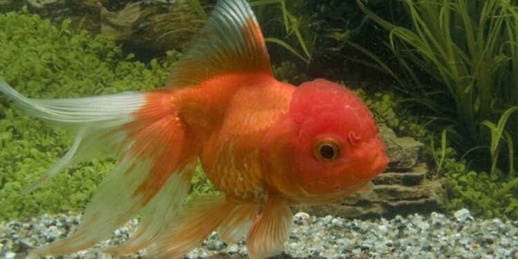 Quel est le prix d'un poisson ?