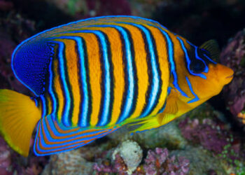 Quel est le prix d'un poisson ?