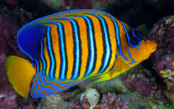 Quel est le prix d'un poisson ?