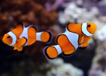 Quel est le prix d'un poisson-clown ?