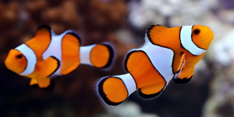 Quel est le prix d'un poisson-clown ?