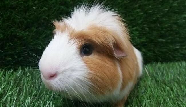 Quel est le prix d'un porcelet vivant ?