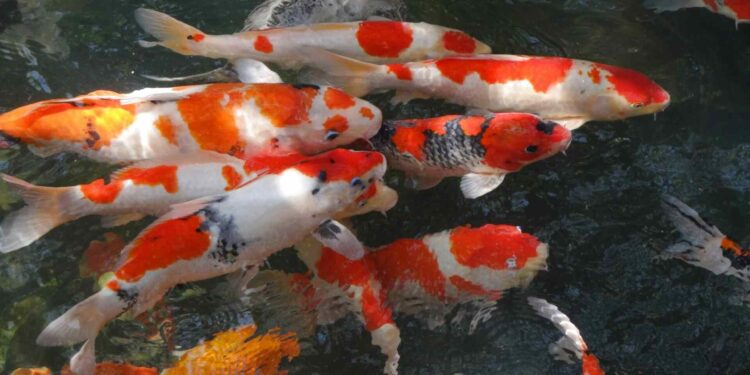 Quel est le prix d'une carpe koï adulte ?