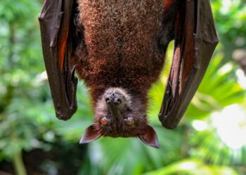 Quel est le prix d'une chauve-souris ?