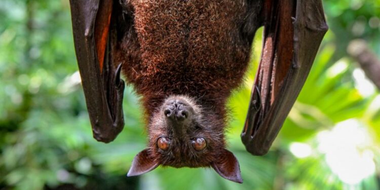 Quel est le prix d'une chauve-souris ?