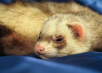 Quel est le prix d'une fouine ?