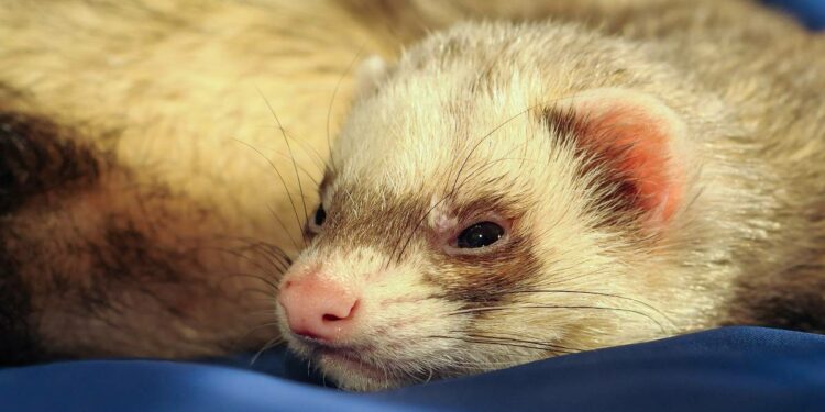 Quel est le prix d'une fouine ?