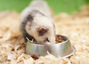 Quel est le prix d'une fouine ?