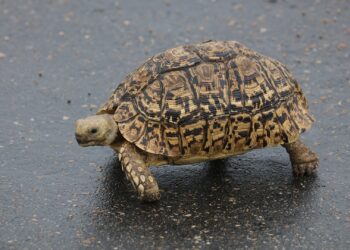 Quel est le prix d'une petite tortue ?