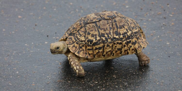 Quel est le prix d'une petite tortue ?