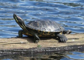 Quel est le prix d'une petite tortue ?