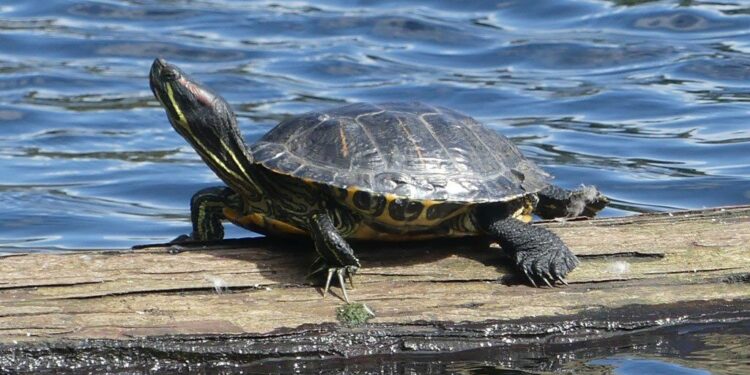 Quel est le prix d'une petite tortue ?
