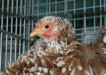 Quel est le prix d'une poule ?