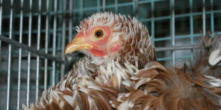 Quel est le prix d'une poule ?