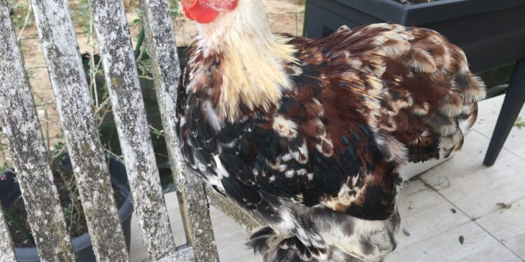 Quel est le prix d'une poule ?