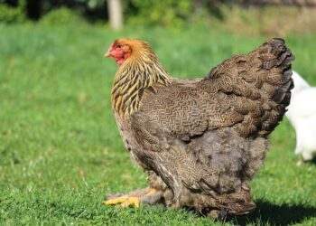 Quel est le prix d'une poule Brahma ?