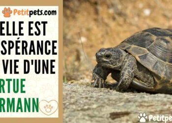 Quel est le prix d'une tortue Hermann ?