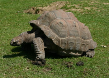 Quel est le prix d'une tortue Hermann ?