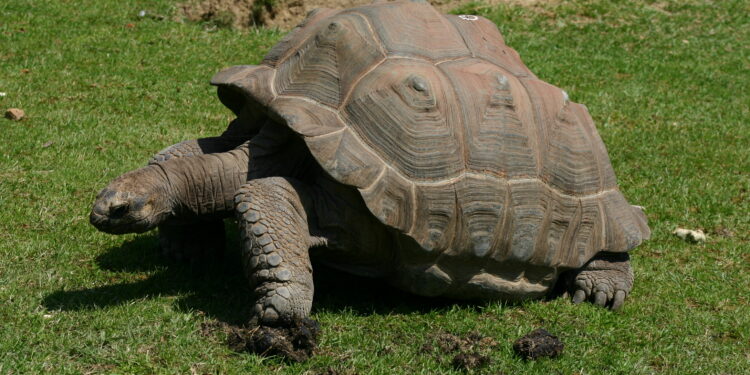 Quel est le prix d'une tortue Hermann ?
