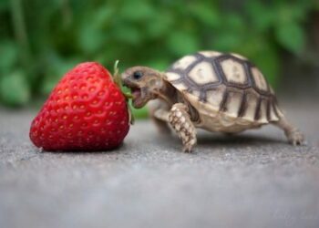 Quel est le prix d'une tortue Hermann ?