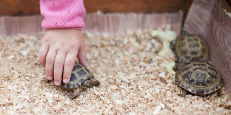 Quel est le prix d'une tortue de terre ?