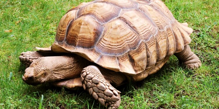 Quel est le prix d'une tortue de terre ?