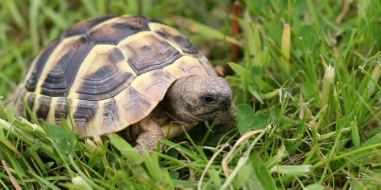 Quel est le prix d'une tortue hermann ?