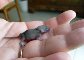 Quel est le repas préféré des souris ?