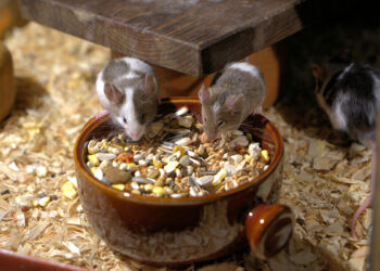 Quel est le repas préféré d'une souris ?