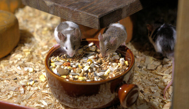 Quel est le repas préféré d'une souris ?