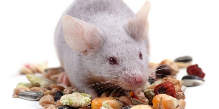 Quel est le repas préféré d'une souris ?