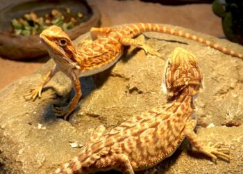 Quel est le reptile le plus facile ?