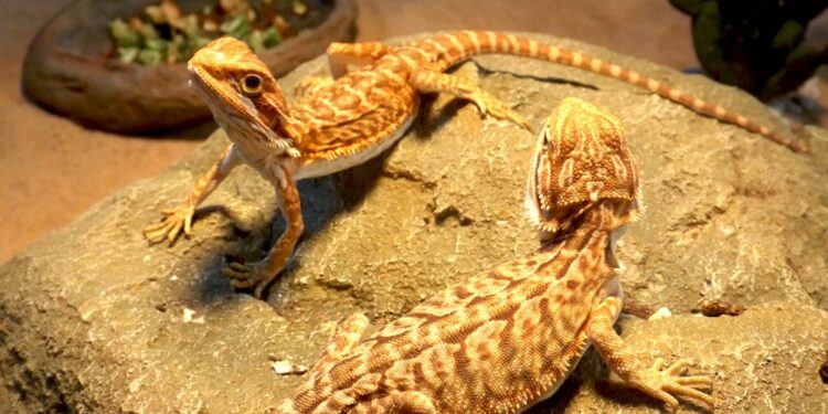 Quel est le reptile le plus facile ?