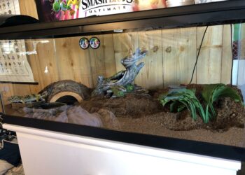 Quel est le reptile le plus facile ?