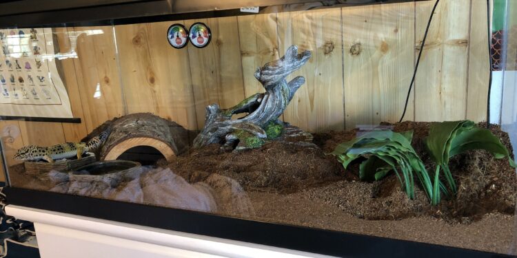 Quel est le reptile le plus facile ?