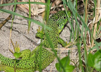 Quel est le reptile le plus facile ?