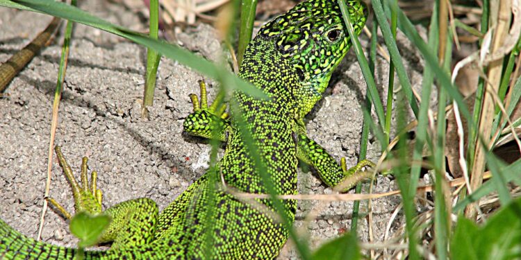 Quel est le reptile le plus facile ?