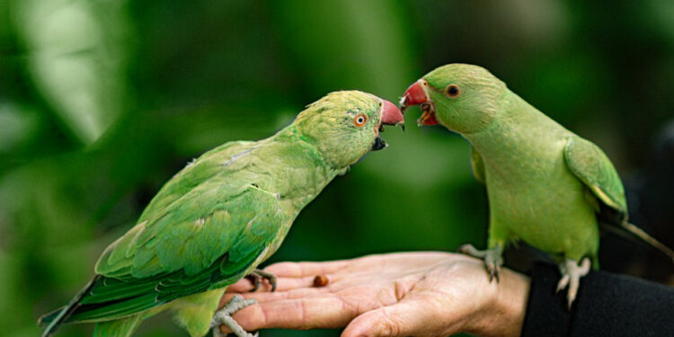 Quel est le reptile le plus facile ?