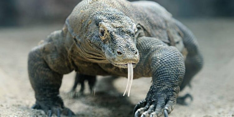 Quel est le reptile le plus fort au monde ?