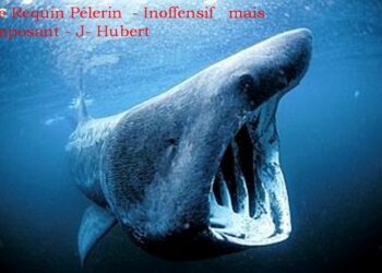 Quel est le requin qui attaque le plus ?