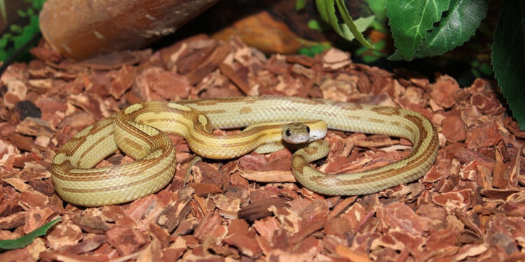 Quel est le rôle d'un serpent ?