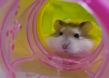 Quel est le rongeur le moins cher ?