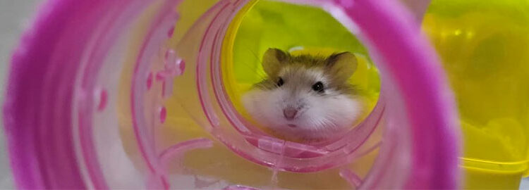 Quel est le rongeur le moins cher ?