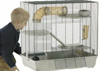 Quel est le rongeur le moins cher ?