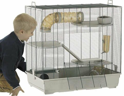 Quel est le rongeur le moins cher ?