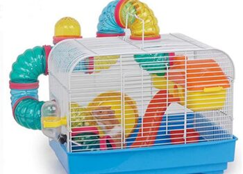 Quel est le rongeur le moins cher ?