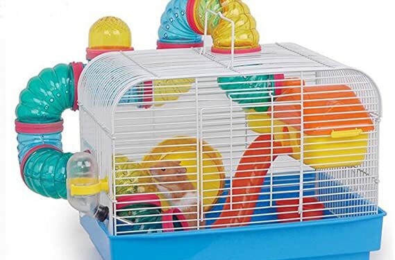 Quel est le rongeur le moins cher ?