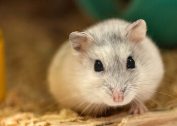 Quel est le rongeur le moins cher ?